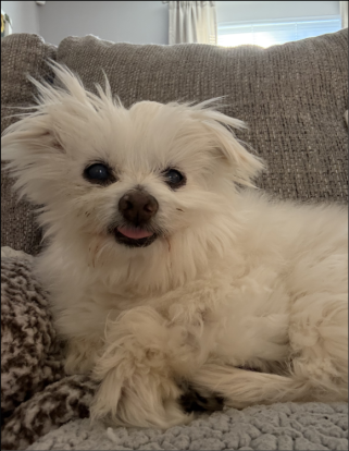 Hardy- a cute dog
