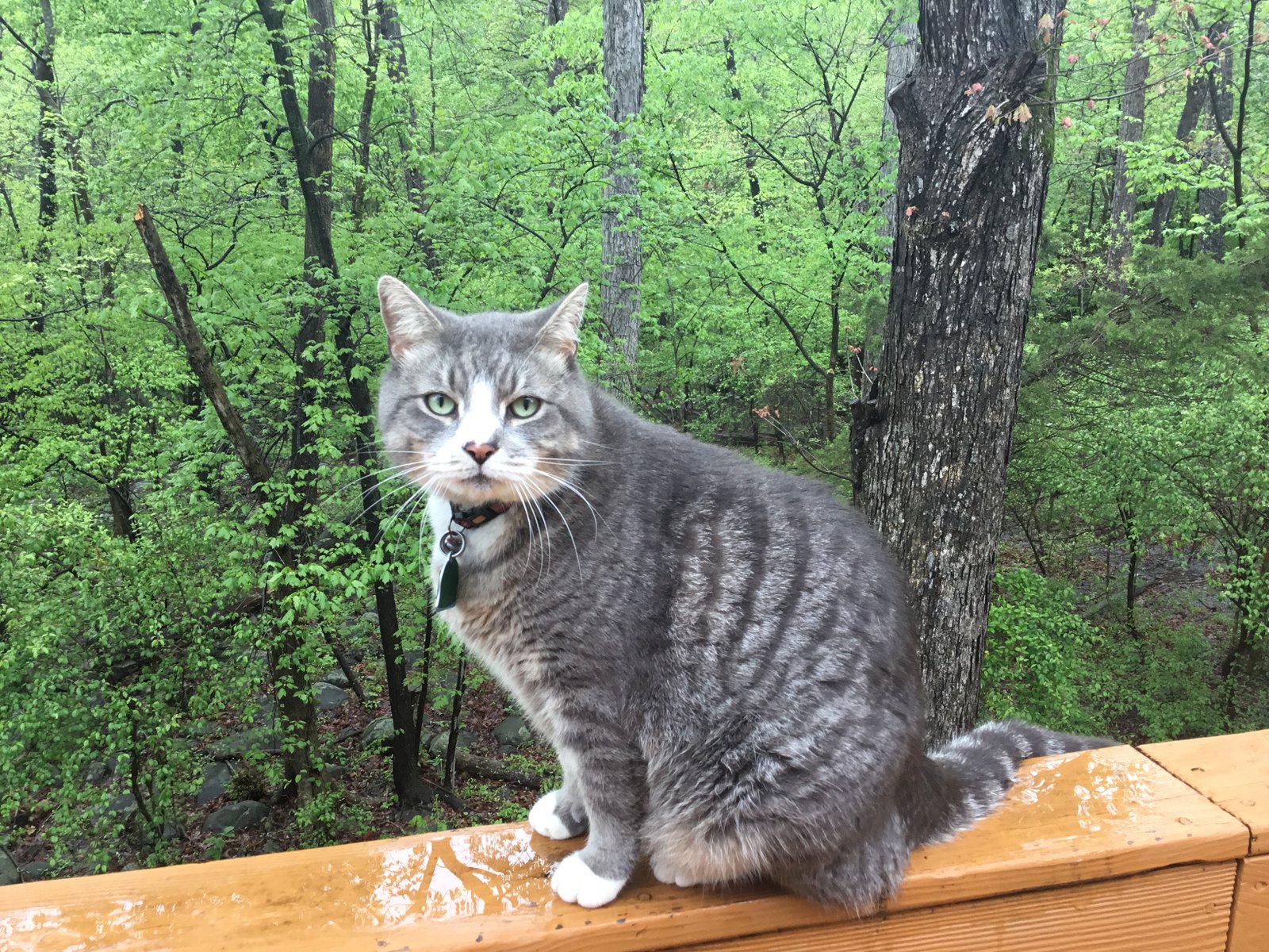 Kitty sitting outside