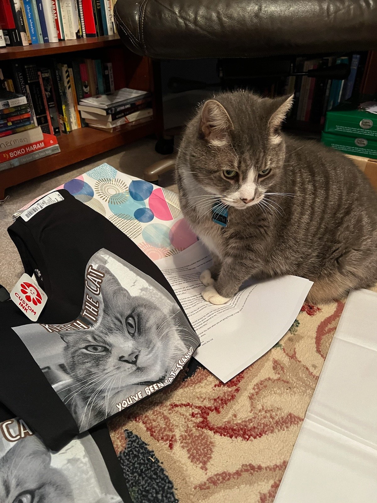 Kitty sitting on a shirt