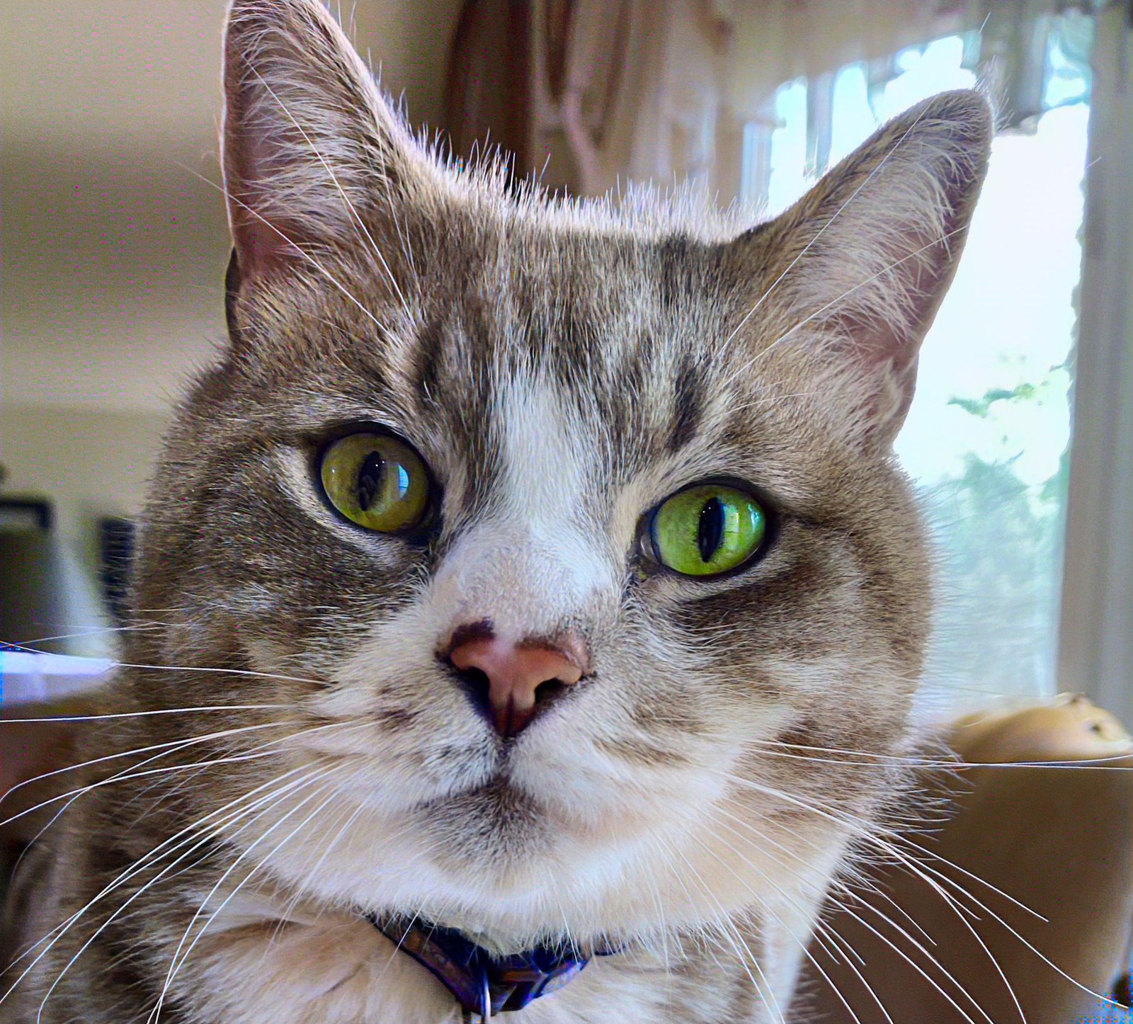 Keith the Cat