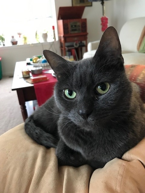 Max the Cat