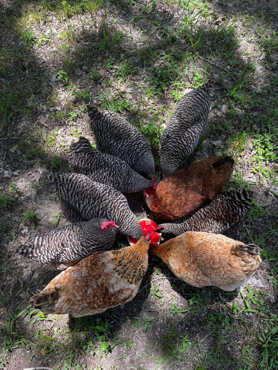 Chickens eating watermelon.