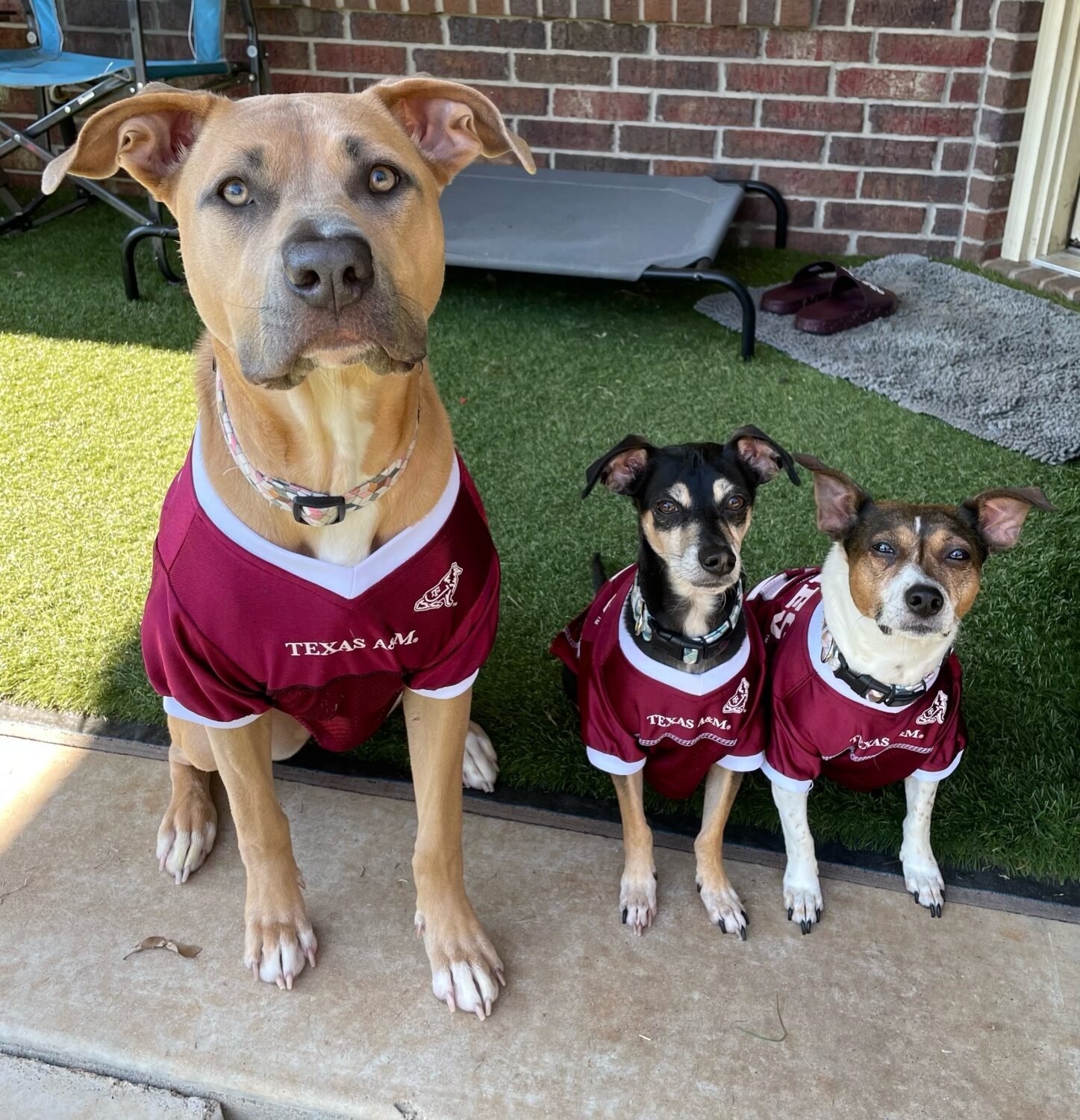 Gracie, lola, and Murphy in Texas A&M jerseys.